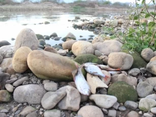 Personal de Corporinoquia encontró peces muertos en en el corregimiento de Santafé de Morichal, en Yopal, Casanare.